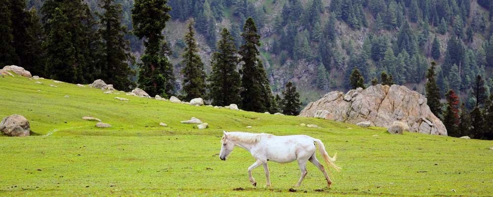 Mohanmarg Day Trek