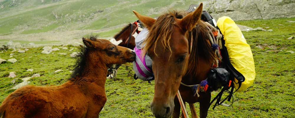 Naranag Domail Morchai Day Trek