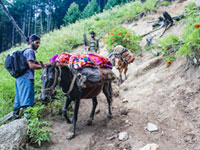 Naranag Mahlish Trek