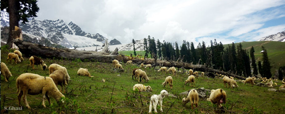 Tarsar Marsar Lake Trek