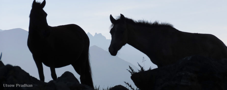 Trekking on Horses