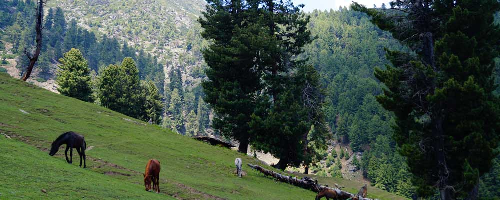 Naranag Gangabal Route